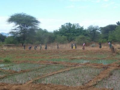 Working the Shamba