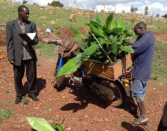 New Banana plants