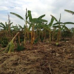 Banana wilt plants