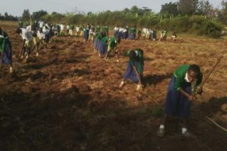 Maize Sowing