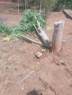 Papaya tree damaged by elephants