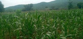 Maize in February 2021 before harvesting