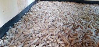 Harvested maize drying