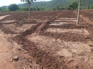 Prepared shamba, ready for sowing