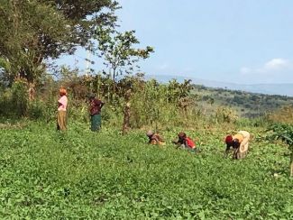 Women_weeding_the_sweet_bean_field_at_the_church_shamba