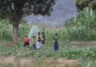 Shamba being irrigated